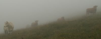 Les vaches dans le brouillard