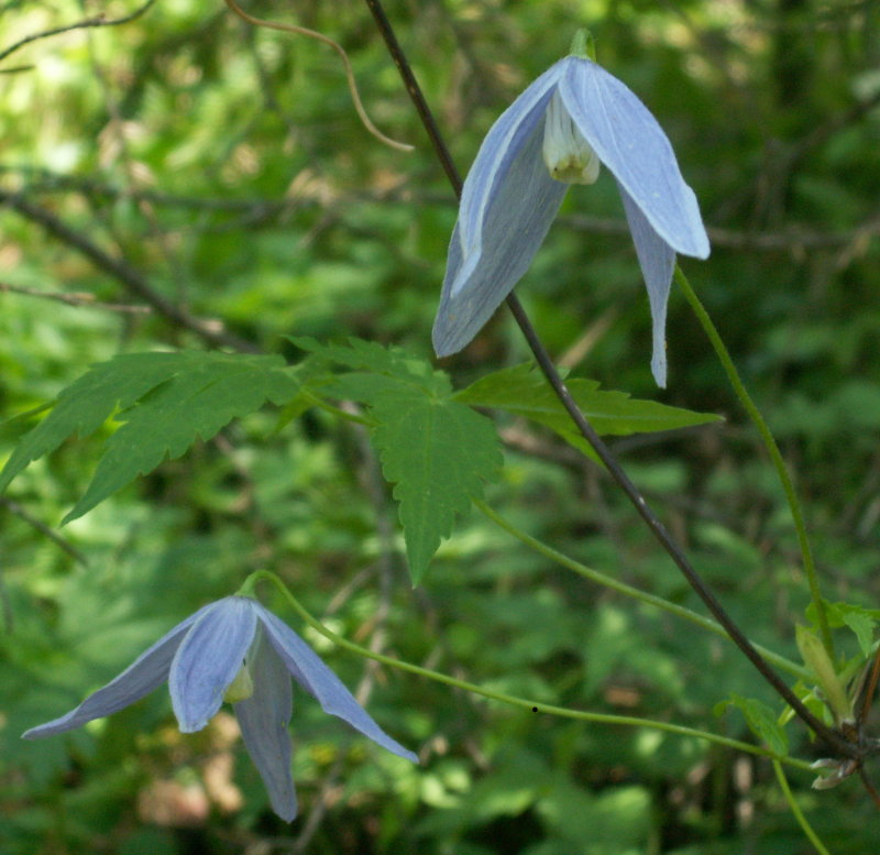 Clematite