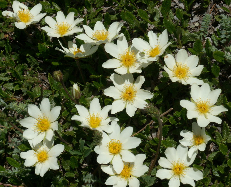 dryas